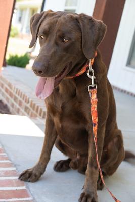 Show full view: Country Brook Petz Orange Sunset Camo Dog Leash, Orange, Large: 6-ft long, 1-in wide slide 2 of 5