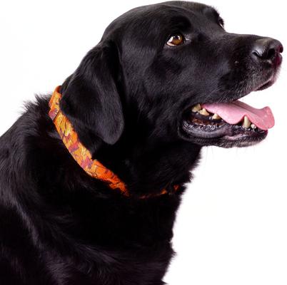 Show full view: Country Brook Petz Orange Sunset Camo Martingale Dog Collar, Orange, 2X-Small slide 3 of 7