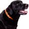 Show in main carousel: Country Brook Petz Orange Sunset Camo Martingale Dog Collar, Orange, Small slide 4 of 8