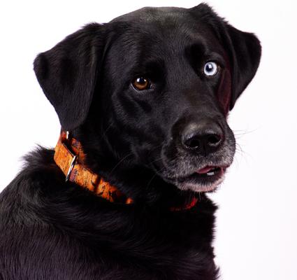 Show full view: Country Brook Petz Orange Sunset Camo Martingale Dog Collar, Orange, Small slide 3 of 8
