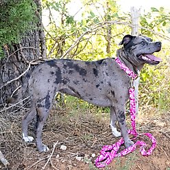 Country Brook Petz Pink Bone Camo Dog Leash, Pink, Medium: 6-ft long, 5/8-in wide slide 2 of 5