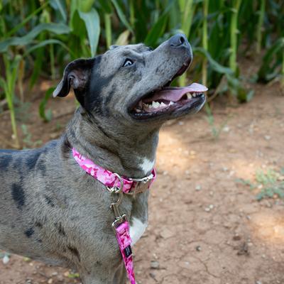 Show full view: Country Brook Petz Pink Bone Camo Dog Leash, Pink, Medium: 6-ft long, 5/8-in wide slide 2 of 5