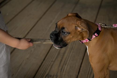 Show full view: Country Brook Petz Pink Sharks Dog Leash, Pink, Large: 6-ft long, 1-in wide slide 2 of 6