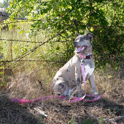 Show full view: Country Brook Petz Pink Waterfowl Camo Dog Leash, Pink, Large: 4-ft long, 1-in wide slide 3 of 5