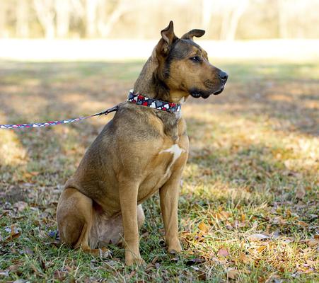 Show full view: Country Brook Petz Premium Be Mine Polyester Standard Dog Collar, Black, Large: 16 to 22-in neck, 1-in wide slide 2 of 6