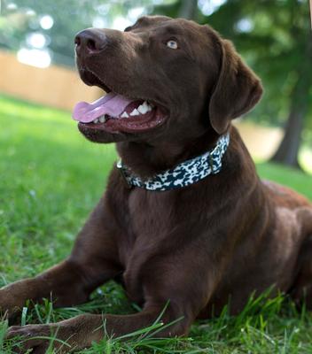 Show full view: Country Brook Petz Premium Dairy Cow Dog Collar, Black, 13 to 16-in neck, 1-in wide slide 5 of 8