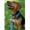 Show in main carousel: Country Brook Petz Premium Dinosaurs Dog Collar, Blue, Large: 16 to 22-in neck, 1-in wide slide 3 of 8
