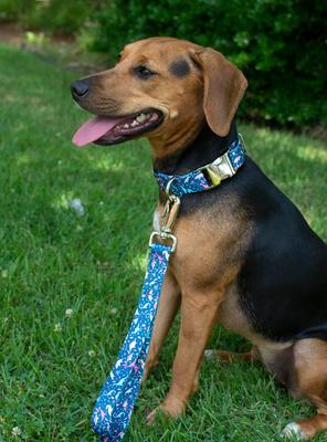 Show full view: Country Brook Petz Premium Dinosaurs Dog Collar, Blue, Medium: 13 to 16-in neck, 1-in wide slide 3 of 7