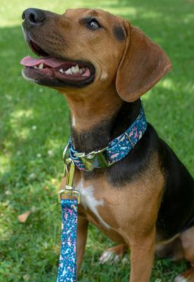 Show full view: Country Brook Petz Premium Dinosaurs Dog Collar, Blue, X-Large: 18 to 26-in neck, 1-in wide slide 2 of 7