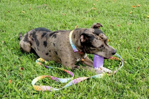 Show full view: Country Brook Petz Premium Fashion Zebra Dog Collar, Multicolor, 18 to 26-in neck, 1-in wide slide 2 of 6