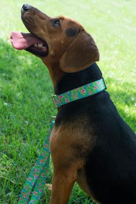 Show full view: Country Brook Petz Premium Flamingos Dog Collar, Teal, Small: 11 to 13-in neck, 5/8-in wide slide 2 of 7