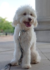 Country Brook Petz Premium Mountain Viper Camo Dog Collar, Green, Large: 16 to 22-in neck, 1-in wide slide 2 of 7