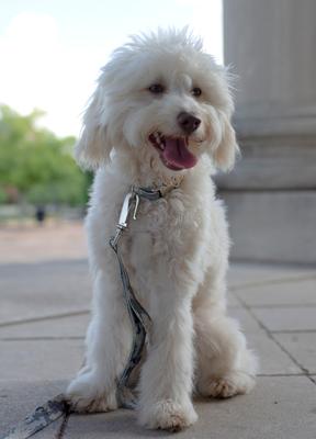 Show full view: Country Brook Petz Premium Mountain Viper Camo Dog Collar, Green, Medium: 13 to 16-in neck, 1-in wide slide 2 of 7