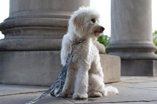 Show full view: Country Brook Petz Premium Mountain Viper Camo Dog Collar, Green, Small: 11 to 13-in neck, 5/8-in wide slide 3 of 7