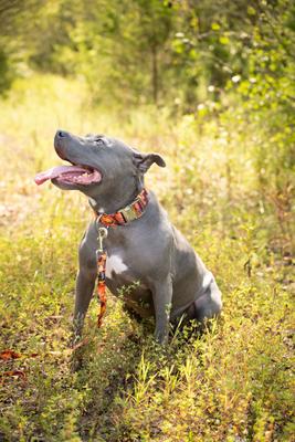Show full view: Country Brook Petz Premium Orange Sunset Camo Dog Collar, Orange, Medium: 13 to 16-in neck, 1-in wide slide 2 of 7