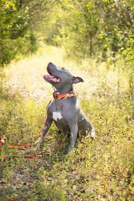Show full view: Country Brook Petz Premium Orange Sunset Camo Dog Collar, Orange, Small: 11 to 13-in neck, 5/8-in wide slide 3 of 7