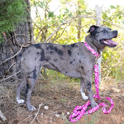 Show full view: Country Brook Petz Premium Pink Bone Camo Dog Collar, Pink, Small: 11 to 13-in neck, 5/8-in wide slide 3 of 7