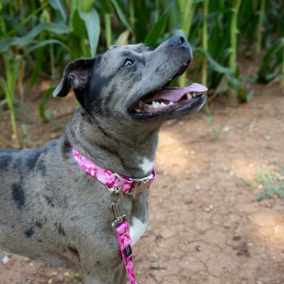 Show full view: Country Brook Petz Premium Pink Bone Camo Dog Collar, Pink, X-Large: 18 to 26-in neck, 1-in wide slide 3 of 8