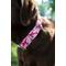Show in main carousel: Country Brook Petz Premium Pink Sharks Dog Collar, Pink, X-Large: 18 to 26-in neck, 1-in wide slide 2 of 6