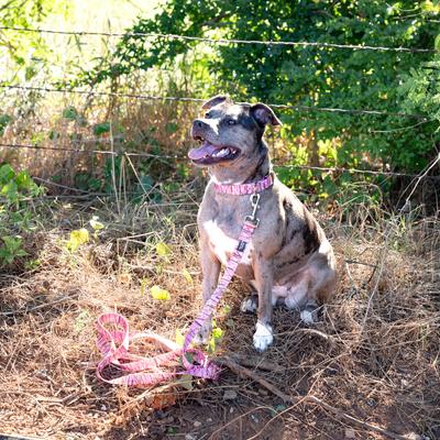 Show full view: Country Brook Petz Premium Pink Waterfowl Camo Dog Collar, Pink, Small: 11 to 13-in neck, 5/8-in wide slide 2 of 7