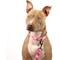 Show in main carousel: Country Brook Petz Premium Puppy Love Polyester Standard Dog Collar, Pink, Large: 16 to 22-in neck, 1-in wide slide 3 of 8