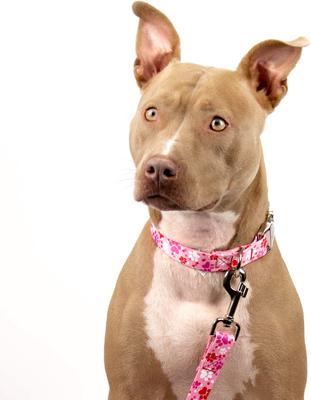 Show full view: Country Brook Petz Premium Puppy Love Polyester Standard Dog Collar, Pink, Large: 16 to 22-in neck, 1-in wide slide 3 of 8