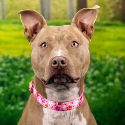 Show full view: Country Brook Petz Premium Puppy Love Polyester Standard Dog Collar, Pink, X-Large: 18 to 26-in neck, 1-in wide slide 3 of 7