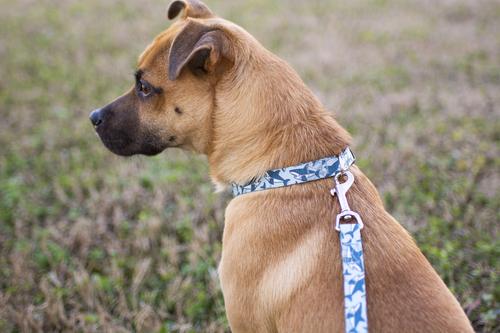 Show full view: Country Brook Petz Premium Sharks Dog Collar, Blue, Medium: 13 to 16-in neck, 1-in wide slide 2 of 6