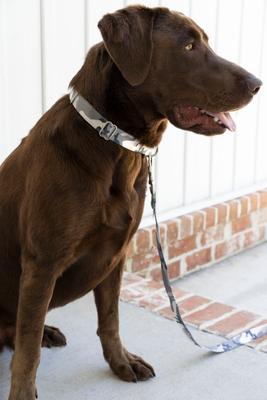 Show full view: Country Brook Petz Premium Urban Camo Dog Collar, Grey, Small: 11 to 13-in neck, 5/8-in wide slide 4 of 8