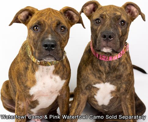 Show full view: Country Brook Petz Premium Waterfowl Camo Dog Collar, Green, Small: 11 to 13-in neck, 5/8-in wide slide 2 of 7