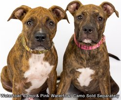 Country Brook Petz Premium Waterfowl Camo Dog Collar, Green, X-Large: 18 to 26-in neck, 1-in wide slide 2 of 7