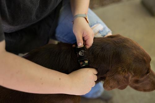 Show full view: Country Brook Petz Premium Woodland Camo HD Dog Collar, Green, Small: 11 to 13-in neck, 5/8-in wide slide 2 of 7