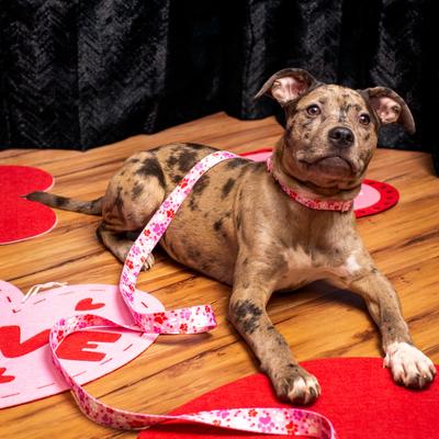 Show full view: Country Brook Petz Puppy Love Polyester Martingale Dog Collar, Pink, Medium: 15 to 21-in neck, 1-in wide slide 2 of 7