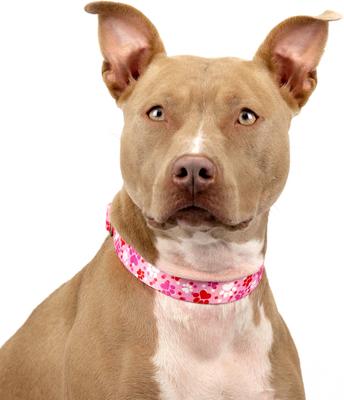 Show full view: Country Brook Petz Puppy Love Polyester Martingale Dog Collar, Pink, XX-Small: 7 to 10-in neck, 1/2-in wide slide 3 of 7