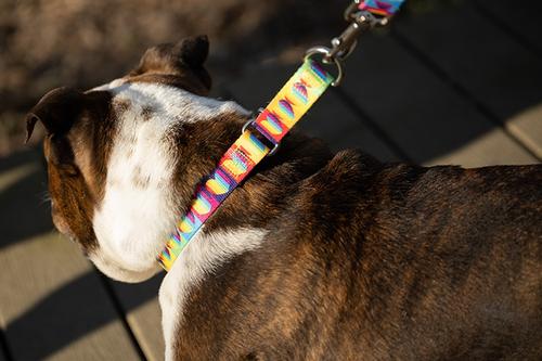 Show full view: Country Brook Petz Rainbow Hearts Polyester Martingale Dog Collar, Small: 11 to 15-in neck, 5/8-in wide slide 2 of 6