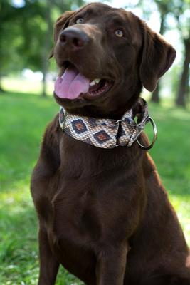 Show full view: Country Brook Petz Rattlesnake Polyester Martingale Dog Collar, Brown, Medium: 15 to 21-in neck, 1-in wide slide 2 of 7