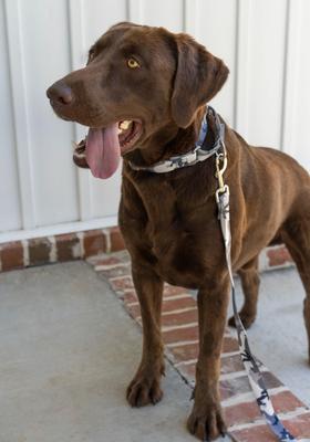 Show full view: Country Brook Petz Urban Camo Leash, Grey, Large: 6-ft long, 1-in wide slide 3 of 6