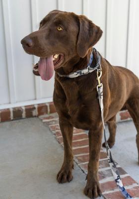 Show full view: Country Brook Petz Urban Camo Martingale Dog Collar, Grey, Large slide 3 of 8