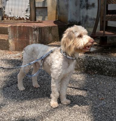 Show full view: Country Brook Petz Urban Camo Martingale Dog Collar, Grey, Medium slide 3 of 7