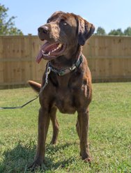 Country Brook Petz Woodland Camo Deluxe Dog Collar, Green, Medium slide 2 of 8