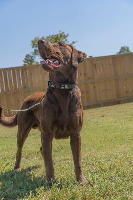 Show full view: Country Brook Petz Woodland Camo Deluxe Dog Collar, Green, Medium slide 3 of 9