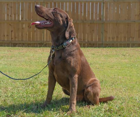 Show full view: Country Brook Petz Woodland Camo Leash, Green, Large: 4-ft long, 1-in wide slide 2 of 6