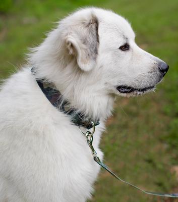 Show full view: Country Brook Petz Woodland Camo Leash, Green, Large: 6-ft long, 1-in wide slide 3 of 6