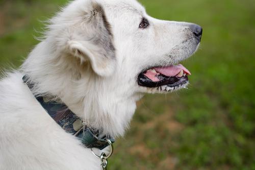 Show full view: Country Brook Petz Woodland Camo Martingale Dog Collar, Green, X-Large slide 3 of 8