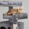 Show in main carousel: Coziwow 58-in Cat Tree & Condo with Hammock & Toy, Grey slide 6 of 12