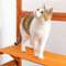 Show in main carousel: Coziwow Catio Wooden Outdoor Cat Playpen, Large, Orange slide 5 of 10
