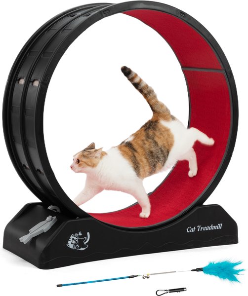 Amazon.com : Cat Wheel,4-in-1 Cat Exercise Wheel,Upgraded