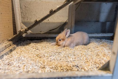 Show full view: Cranky Frank Hemp Small Animal Hemp Bedding, 3-lb slide 8 of 8