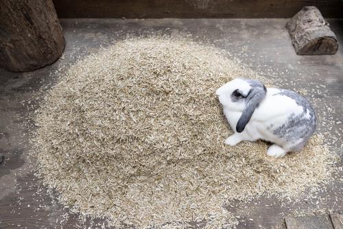 Show full view: Cranky Frank Hemp Small Animal Hemp Bedding, 3-lb slide 6 of 8