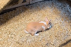 Cranky Frank Hemp Small Animal Hemp Bedding, 7.5-lb slide 2 of 8